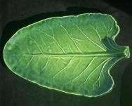 Spinach leaf plate