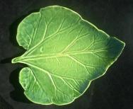Rhubarb leaf plate